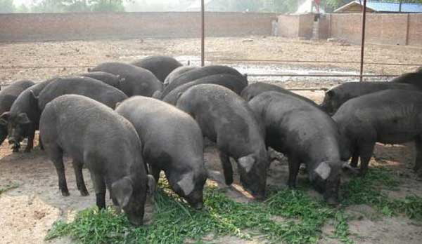 1666755137369497.jpg 003.jpg