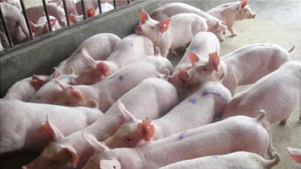 1666797499466200.jpg 001.jpg