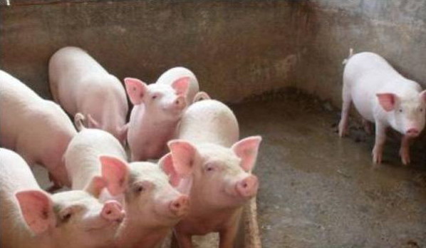 1666881876909920.jpg 003.jpg