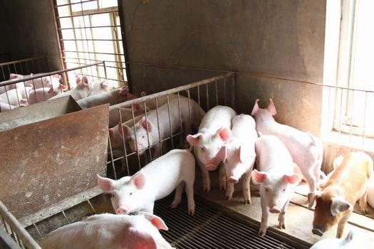 猪舍用石灰消毒的方法