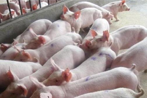 仔猪补料的诀窍你都知道吗