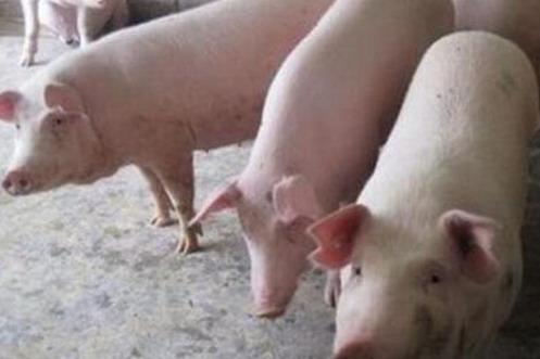 养猪技巧：水泥地面猪舍养猪的影响分析