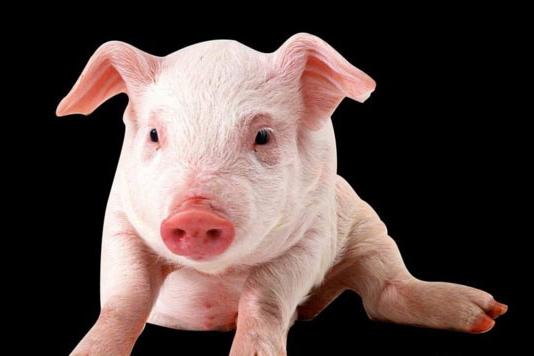 猪养殖技术：猪饲料配制的注意事项有哪些？