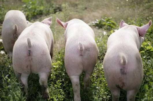生猪想养好，这几点一定要注意！生猪科学养殖技术