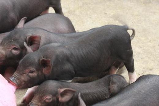 母猪滑胎如何进行有效预防？这六招可以学习！